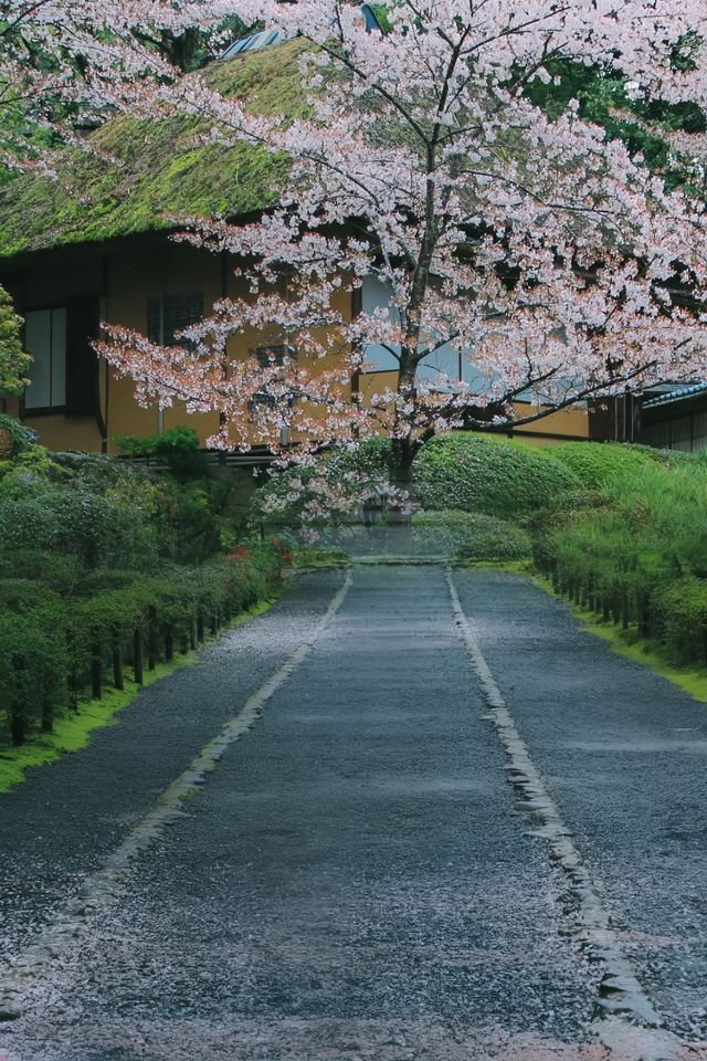 去了‖但錯過櫻花才更遺憾