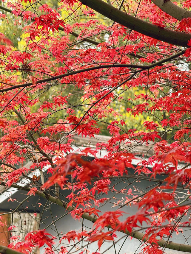 沙坪公園|鏡頭下的春和景明～