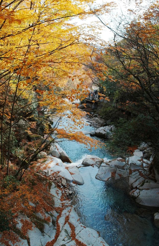 中國紅葉之鄉米倉山