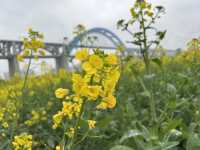 宜賓城邊的油菜花海，叙永區雪灘公園賞花去