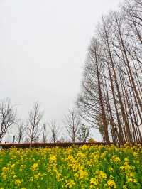 上海賞花｜後灘濕地公園油菜花開啦！