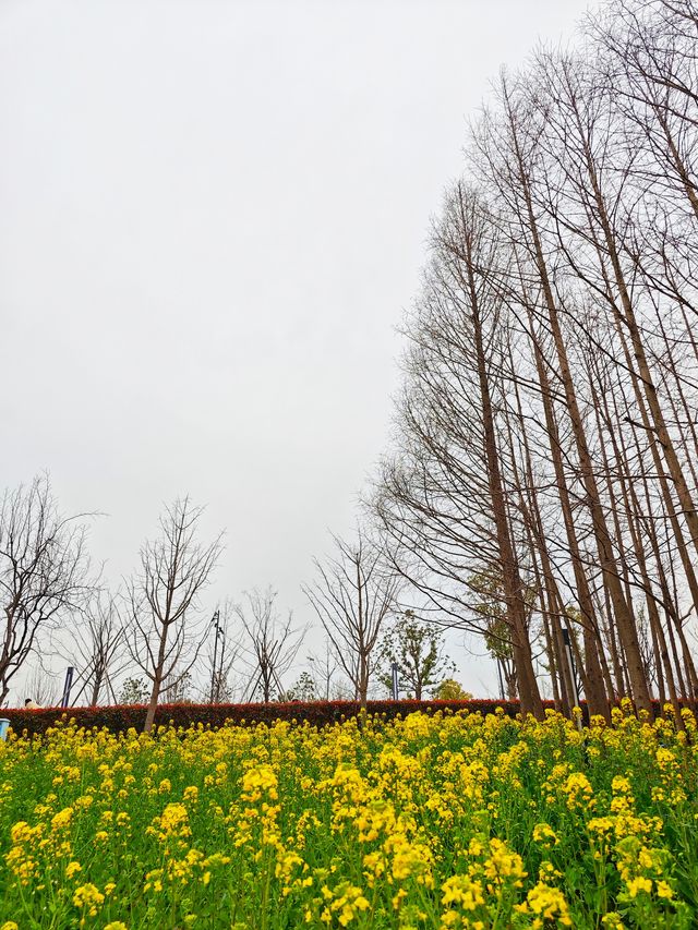 上海賞花｜後灘濕地公園油菜花開啦！