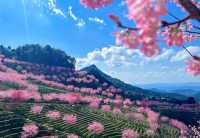 不用去雲南|茶樹櫻花就在梅州！