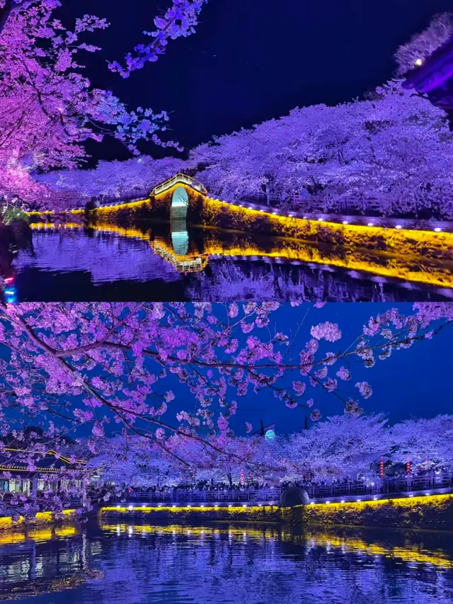 Wuxi | Turtle Head Isle's stunning night cherry blossoms are worth a visit in this lifetime