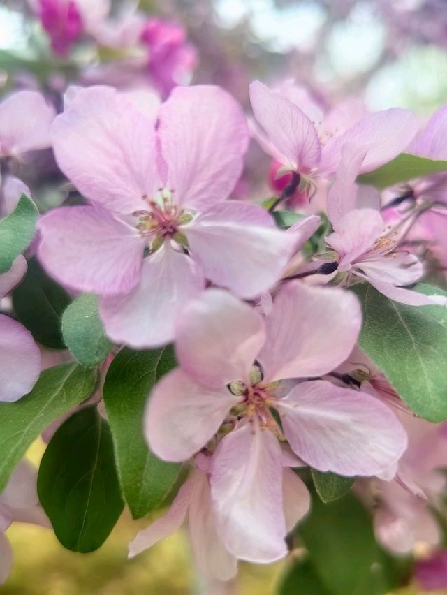 Blooms, blooms, and more blooms! 🪷