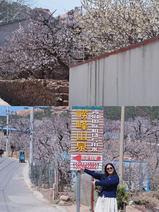 這不是新疆，是青島的少山村，滿村杏花