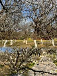 一起去黃埔賞梅，香雪公園梅花已盛開