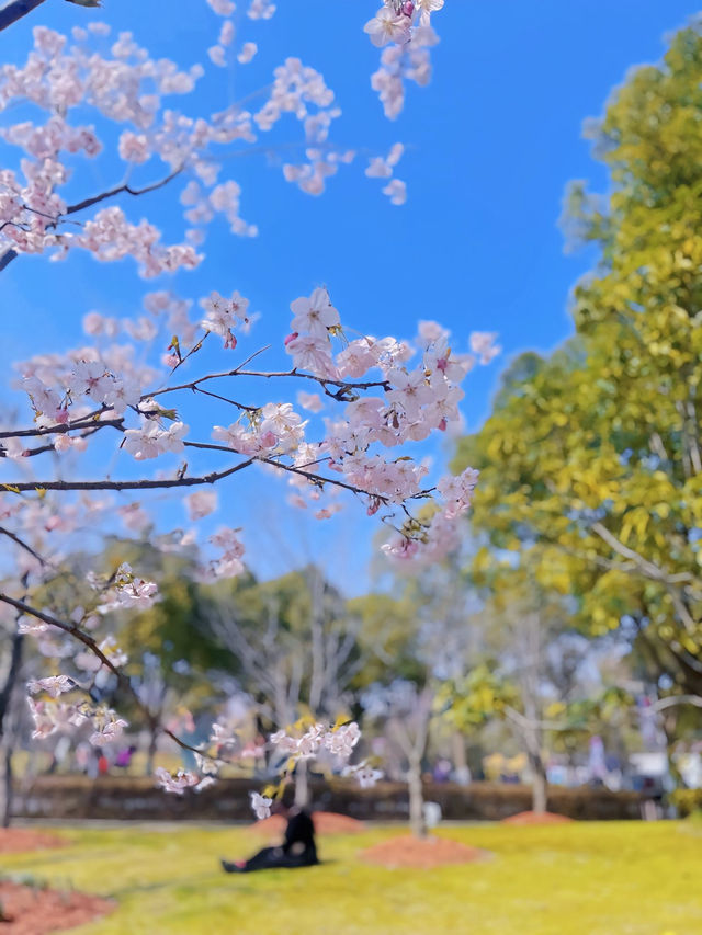 在上海的顧村公園，空氣都是櫻花味的