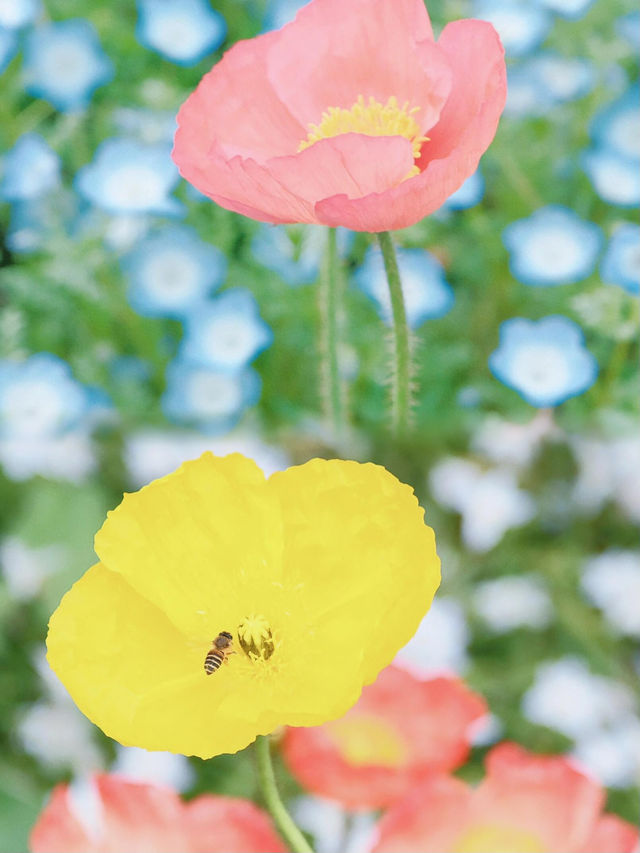 春日賞花天花板辰山植物園