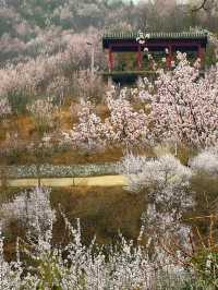 門頭溝醜兒嶺生態觀光園，去了才知道什麼叫美！