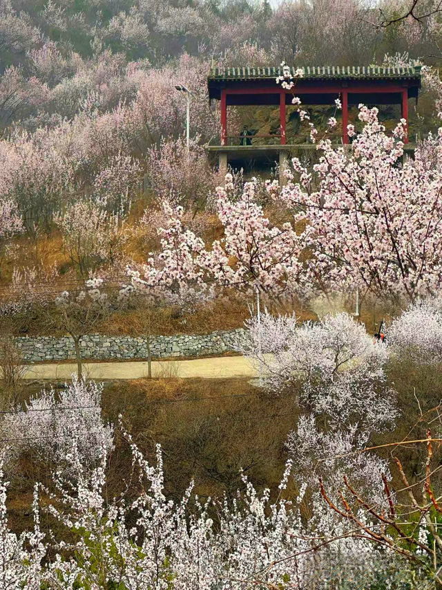 門頭溝醜兒嶺生態觀光園，去了才知道什麼叫美！