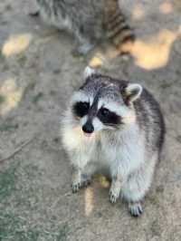 自駕金牛湖野生動物園 | 太好拍啦