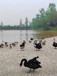 人與自然，和諧共生——大美洋沙湖濕地公園