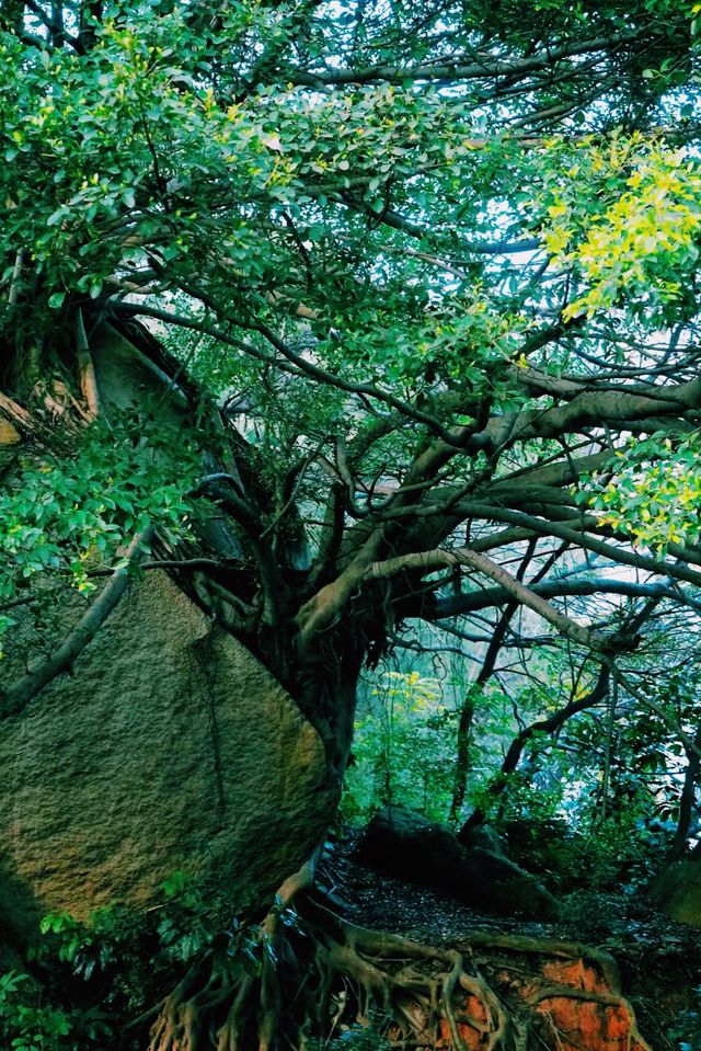 【草庵寺】世界僅存的「明教」遺址