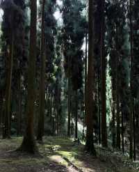 成都｜四月千萬別來中壩森林公園不然你會…