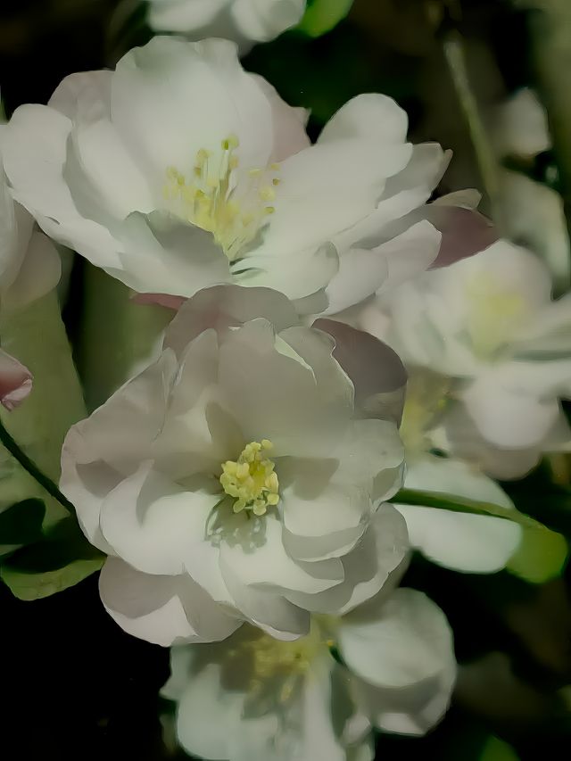夜遊望京海棠花溪