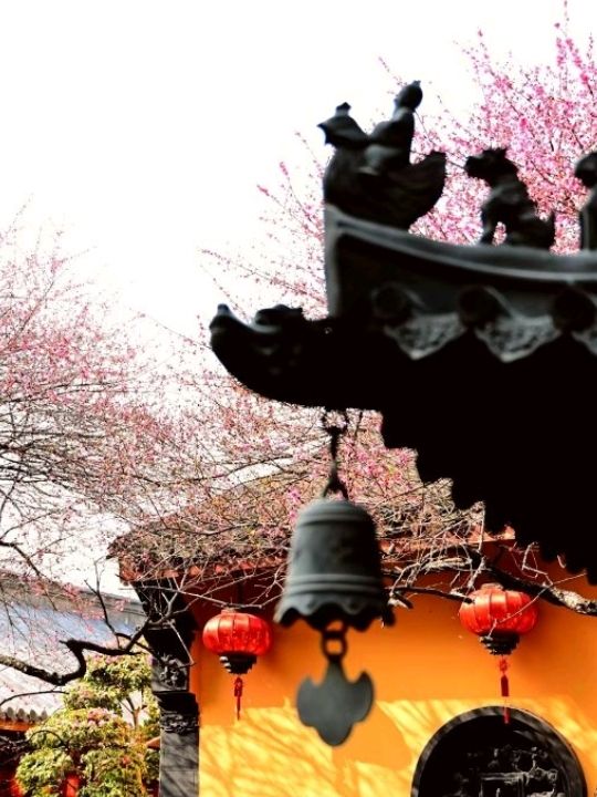 Beautiful Temple Surrounded by 🌸Blossoms🌸 