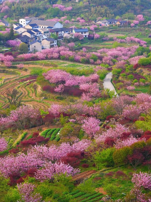 一起去龍池爬山看高山杜鵑