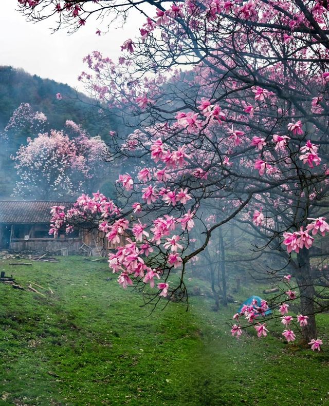 綿陽江油藏王寨～藏於山谷深處的辛夷花秘境