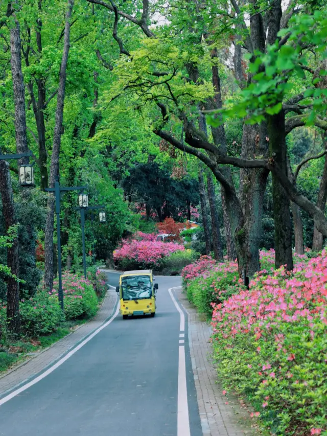 Direct bus to the azalea sea, no charge and super beautiful