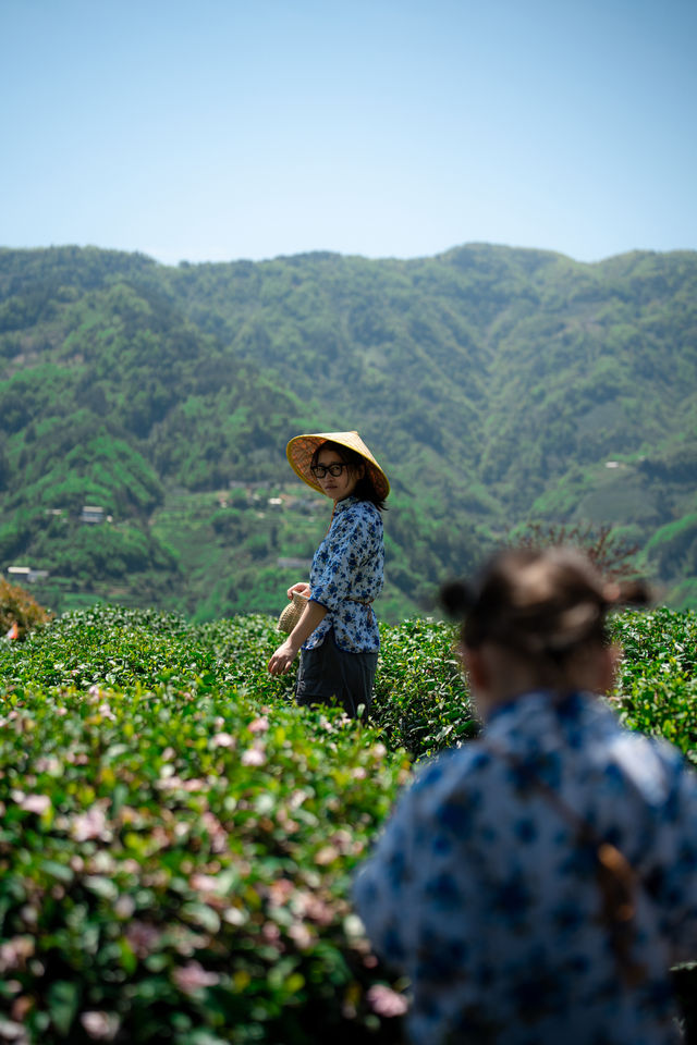 半畝茶園ㄧ體驗採茶生活