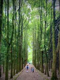 成都1h，穿越森林之門感受春和景明