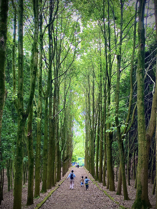 成都1h，穿越森林之門感受春和景明