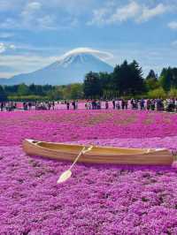 富士本栖湖·限定芝櫻祭。