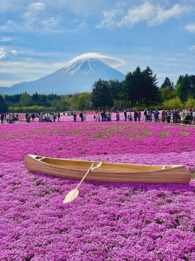 富士本栖湖·限定芝櫻祭。
