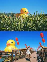 昆明高顏值溫泉來這看海鷗比海埂大壩香