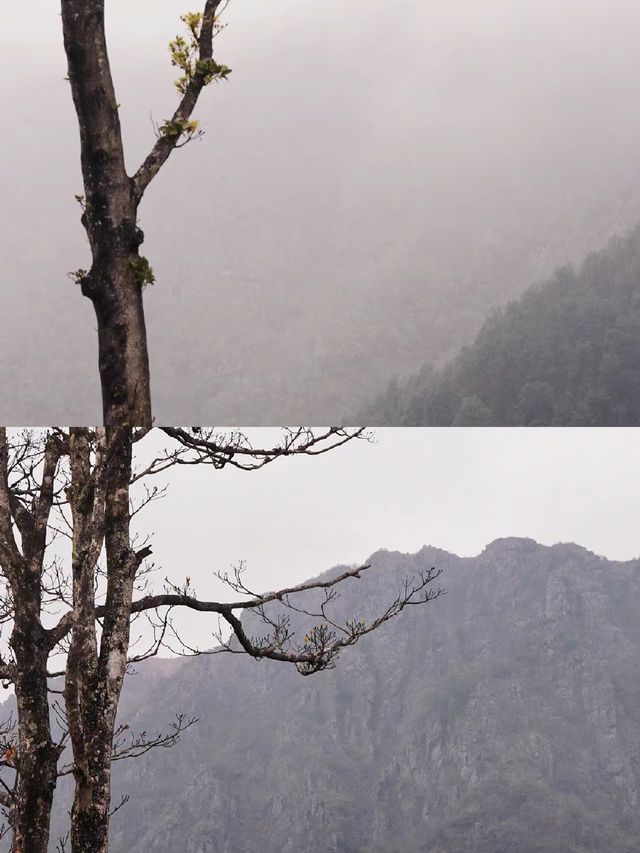 誰懂嶺南紅葉世界天空之境含金量