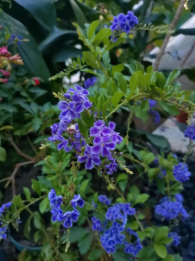 夏日狂歡！南寧人民公園的綠意盎然與花語秘境，等你來探