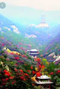 霜葉紅於二月花