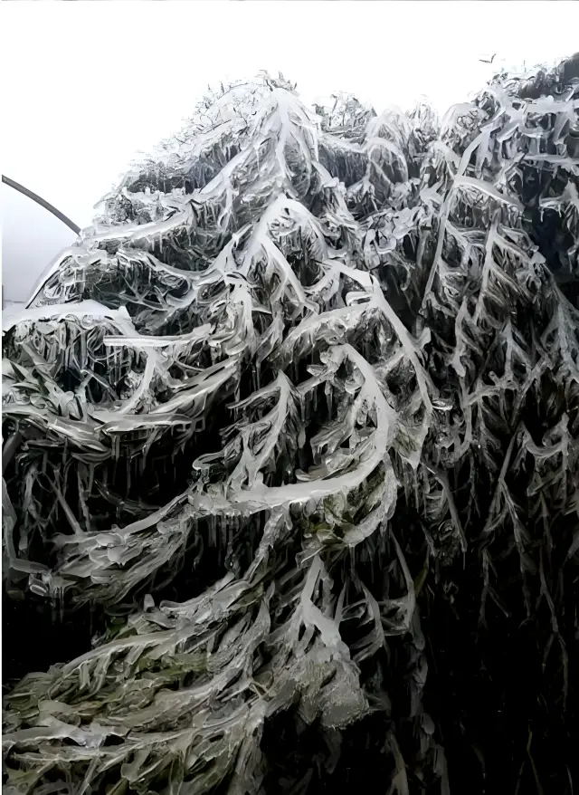Icy Splendor: China's Rime Scenery