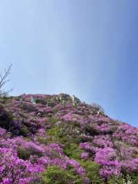 開遠大黑山！！杜鵑花海千萬不要錯過。