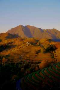 開車兩小時也要看的夕陽，在這座茶山。