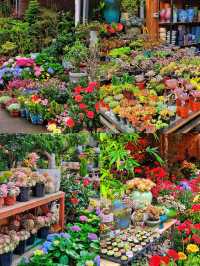 坪洲花市‖逛完花市來特產店買點。