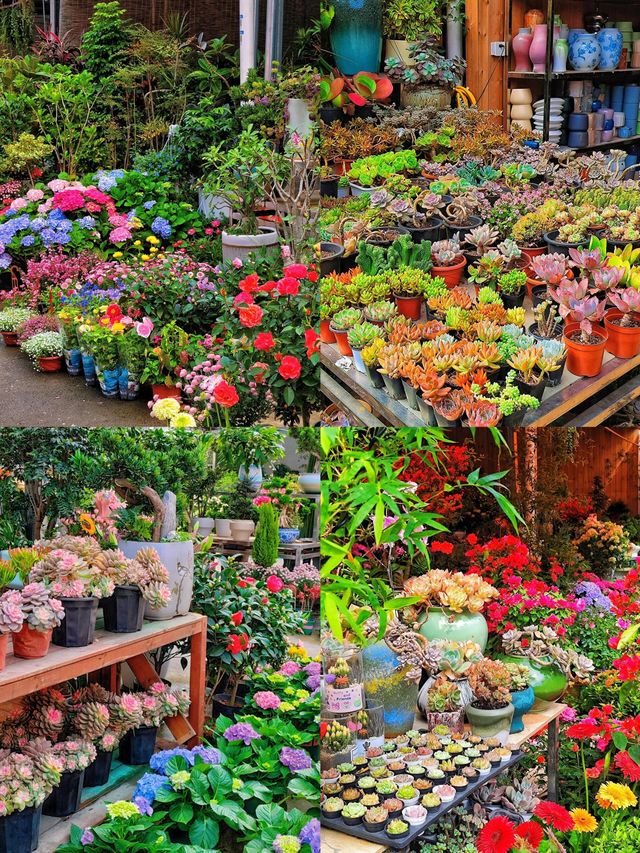 坪洲花市‖逛完花市來特產店買點。