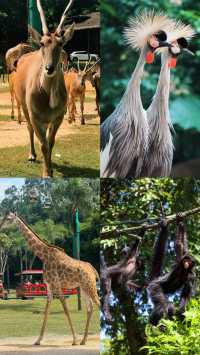 長隆動物園強推自駕|不是非洲是長隆。