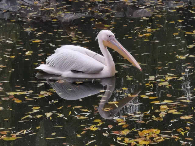 Surprises at Beijing Zoo.