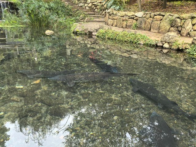 昆明小眾景點——豐澤源植物園。