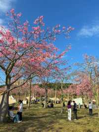 廣州賞花好去處｜花都開好了。