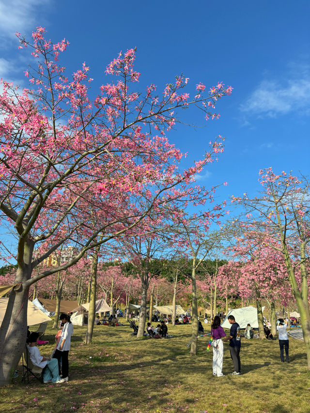 廣州賞花好去處｜花都開好了。