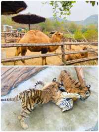 青島森林野生動物世界，萌獸大賞等你來撩。
