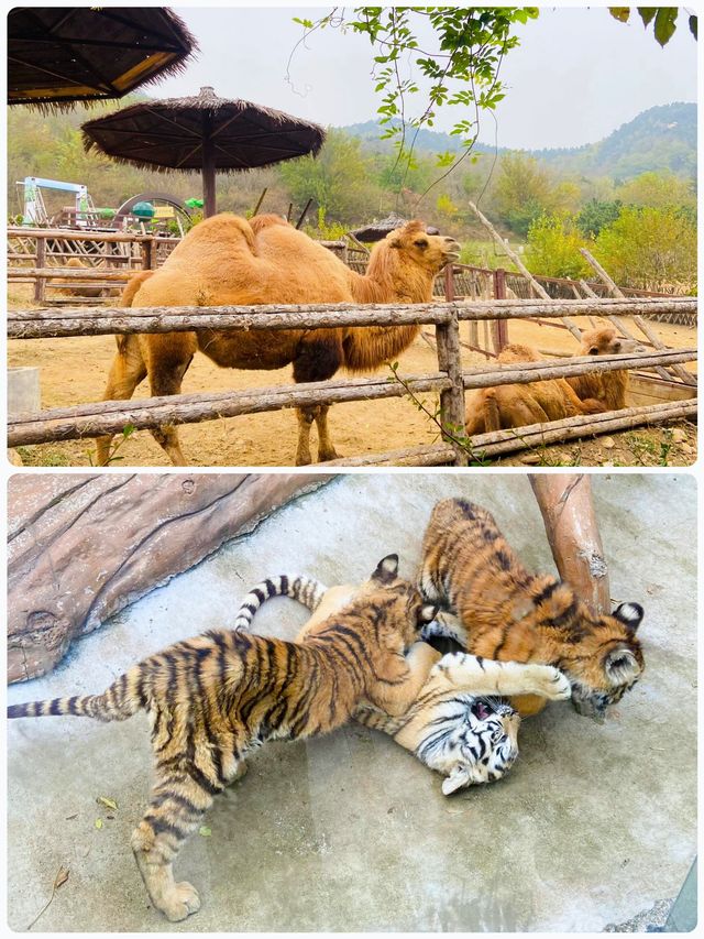 青島森林野生動物世界，萌獸大賞等你來撩。