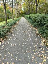 又到賞花季，地膚都紅了。