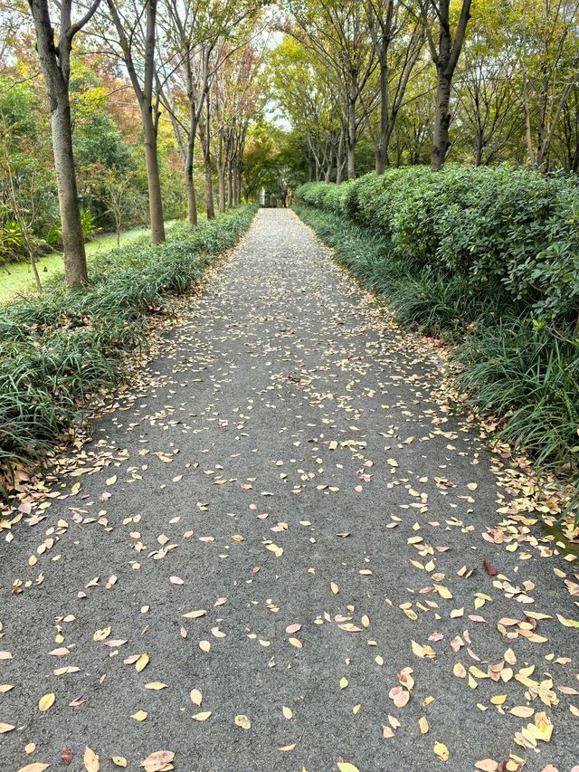 又到賞花季，地膚都紅了。