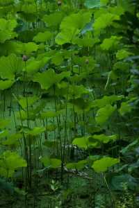是重慶 是華嚴寺 是荷花