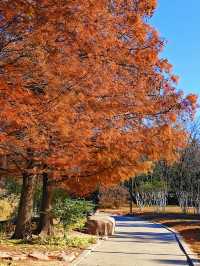 冬天來青島｜世紀公園的楓葉杉樹很驚艷（附攻略）