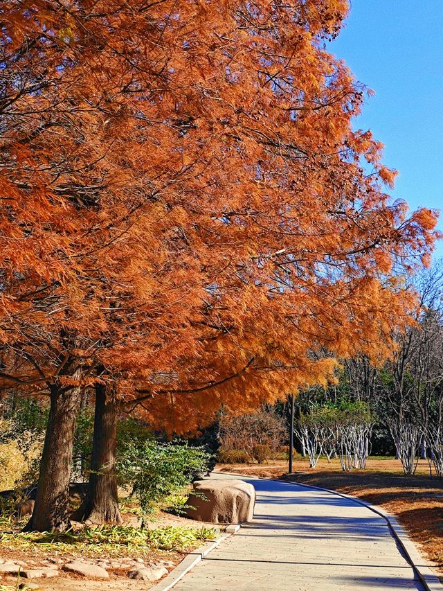 冬天來青島｜世紀公園的楓葉杉樹很驚艷（附攻略）